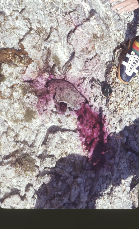 1975 Reef and Corals02