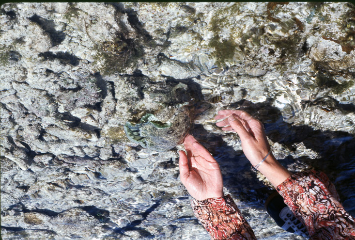 1975 Reef and Corals03