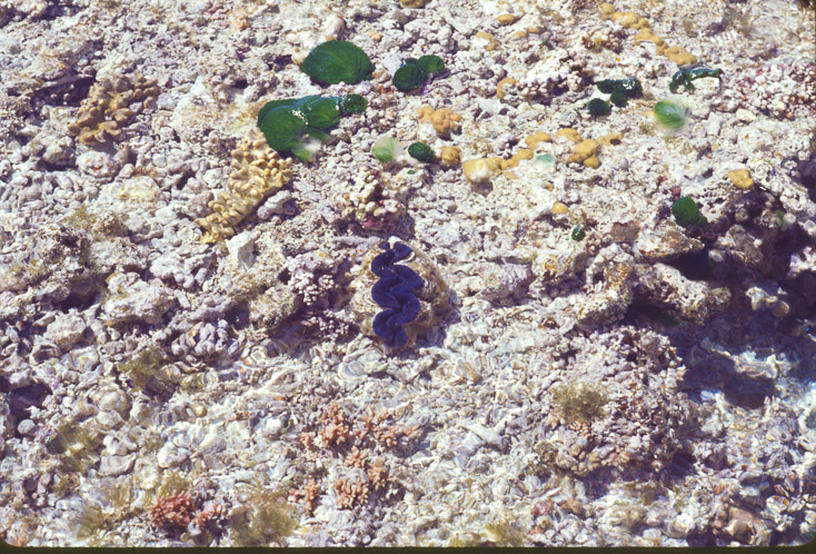 1975 Reef and Corals04