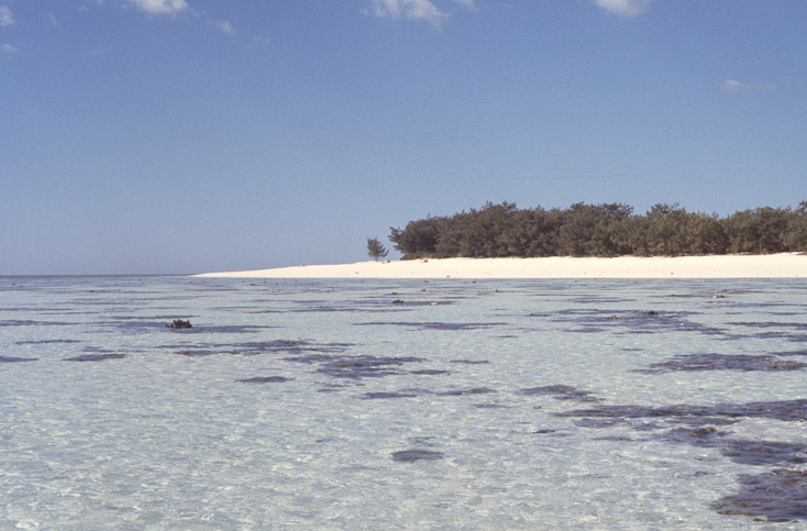 1975 Reef and Corals12