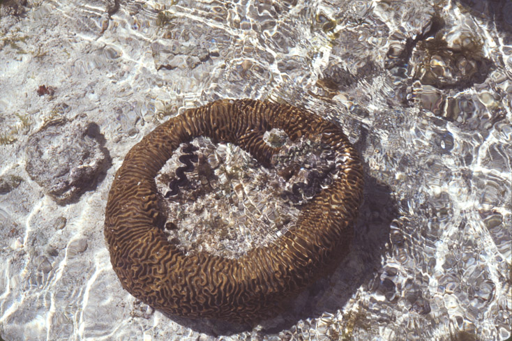 1975 Reef and Corals15