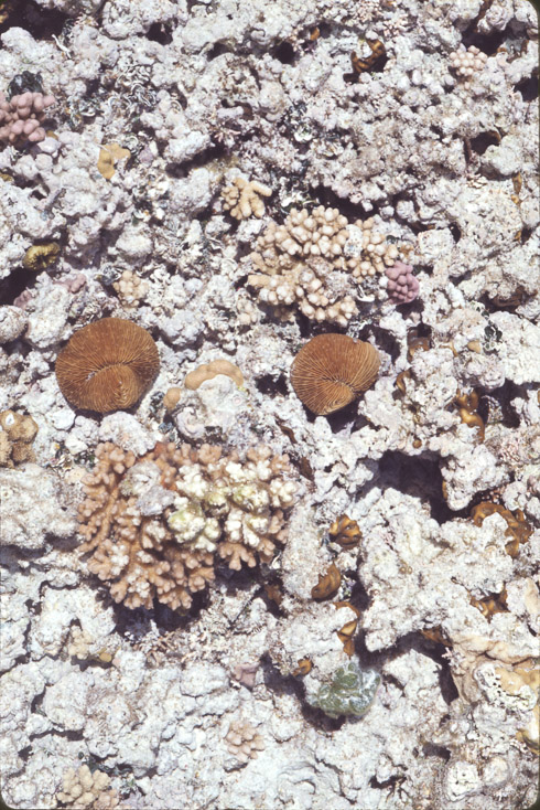 1975 Reef and Corals20