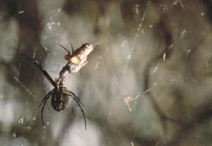 1979 RR1 Box 202 - 10